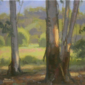 Through the Eucalyptus, giclee print by Dan Schultz. Eucalyptus tree trunks with by patches of sunlight and a meadow, trees and mountains behind.