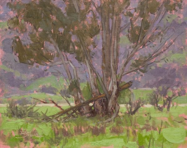 Quiet Eucalyptus • 11x14 inches • Oil on Linen Panel • Available from Dan Schultz Fine Art in Ojai, California