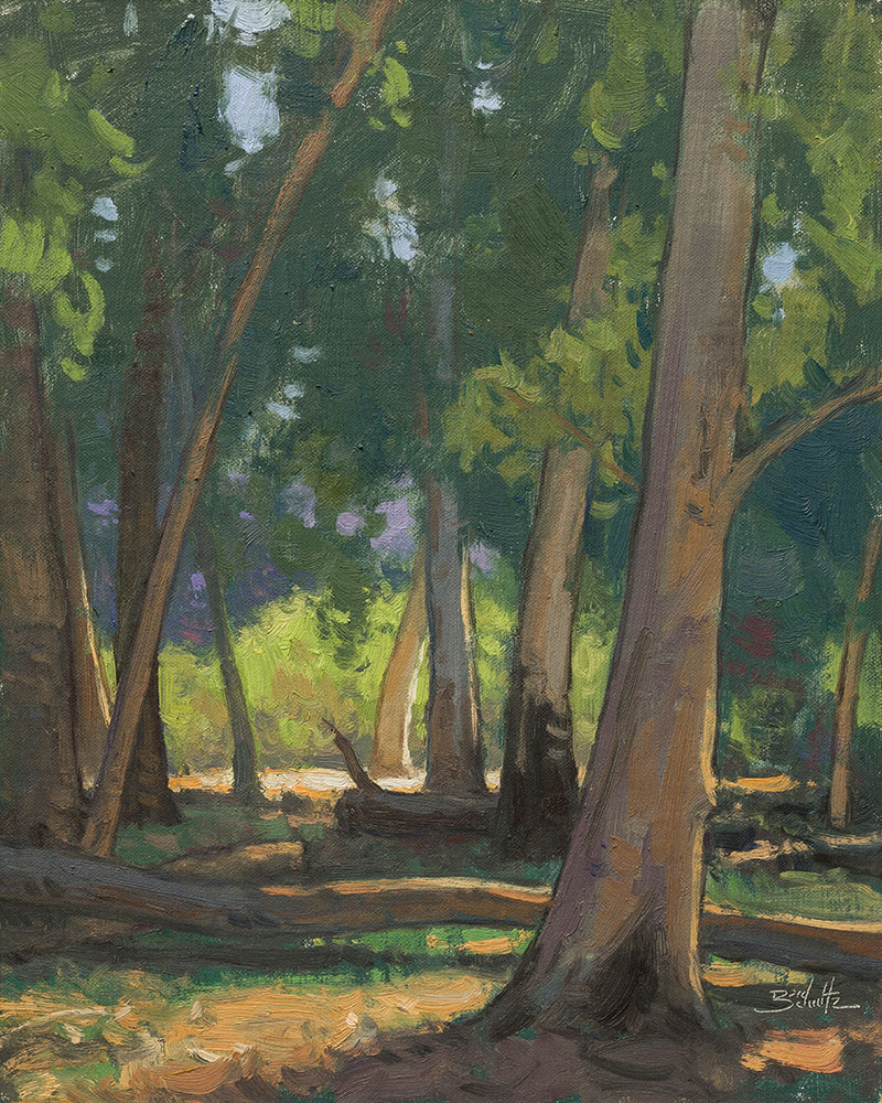 Eucalyptus Forest, 14x11 plein air oil painting by Dan Schultz