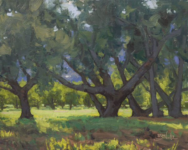 Light Through the Oaks • 11x14 inches • Oil on Linen Panel • Available from Dan Schultz Fine Art in Ojai, California