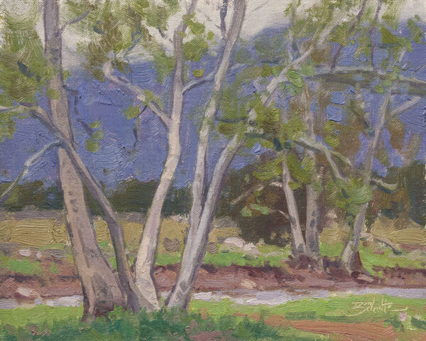 Creekside Sycamores • 8x10 inches • Oil on Linen Panel • Available from Dan Schultz Fine Art in Ojai, California