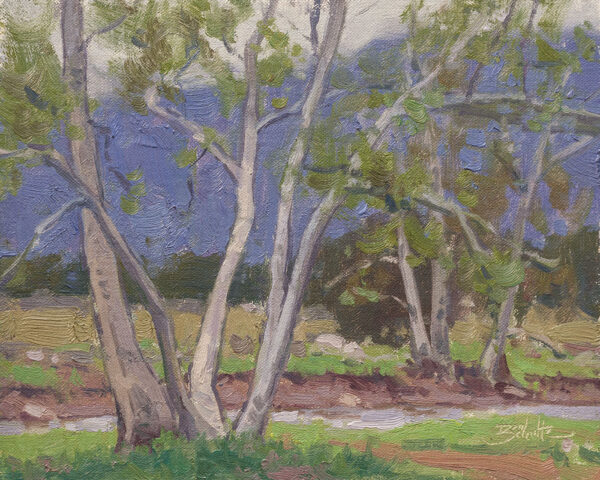 Creekside Sycamores • 8x10 inches • Oil on Linen Panel • Available from Dan Schultz Fine Art in Ojai, California