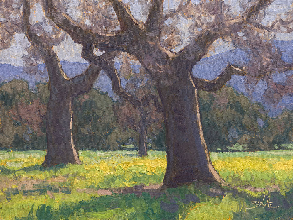 Oaks in the Sunshine • 11x14 inches • Oil on Linen Panel • Available from Dan Schultz Fine Art in Ojai, California